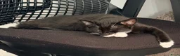 Mixed Breed cats for sale: Black and white kitten in need of forever home in Guildford - Advert 6