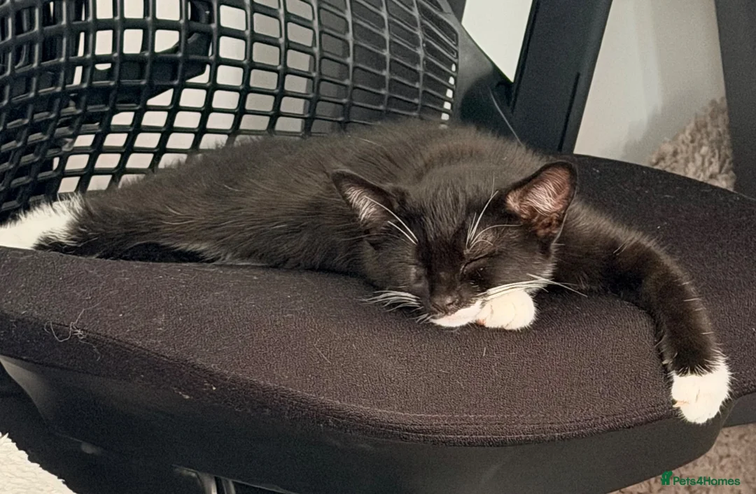 Mixed Breed cats for sale: Black and white kitten in need of forever home in Guildford - Advert 6