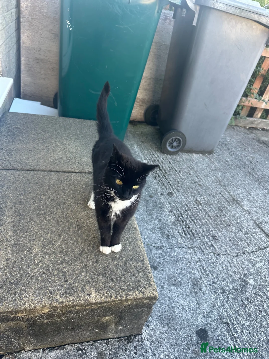 Mixed Breed cats for sale: Cat black and white - Advert 2