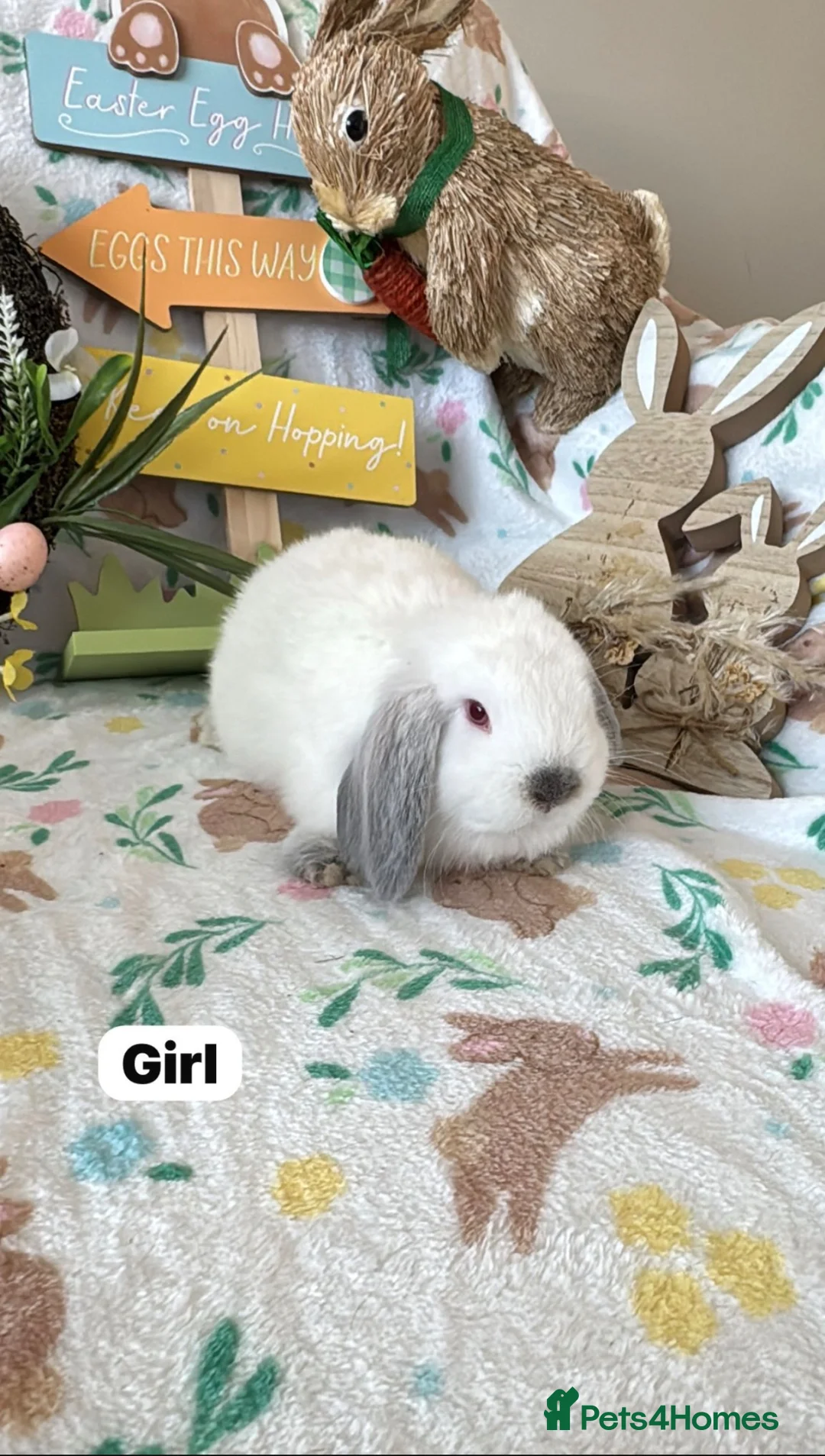 Mini Lop rabbits for sale: ✨ Mini Lop Baby Bunnies ✨  - Advert 2