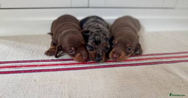 Miniature Dachshund dogs - Advert 1