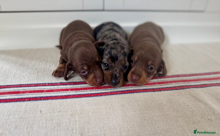 Miniature Dachshund dogs - Advert 9