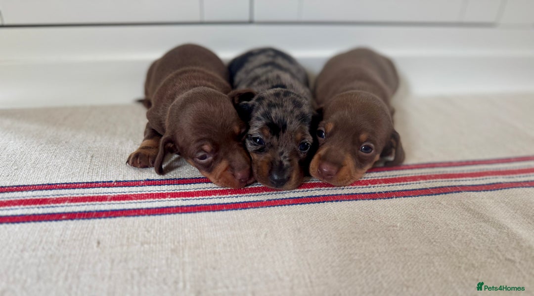 Miniature Dachshund dogs for sale: KC champ lines miniature smooth dachshund puppies - Image 12