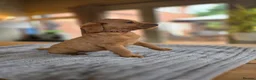 Labradoodle dogs for sale: 4 Beautiful female Labradoodles Ready to go! - Advert 27