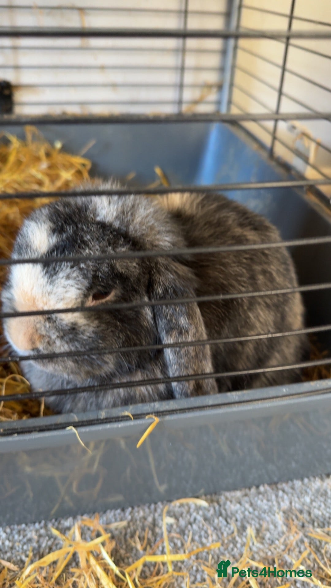 Mini Lop rabbits Mini lip bunny for sale - Advert 1