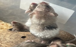 Mouse rodents for sale: Beautiful fancy mice looking for forever homes - Image 16