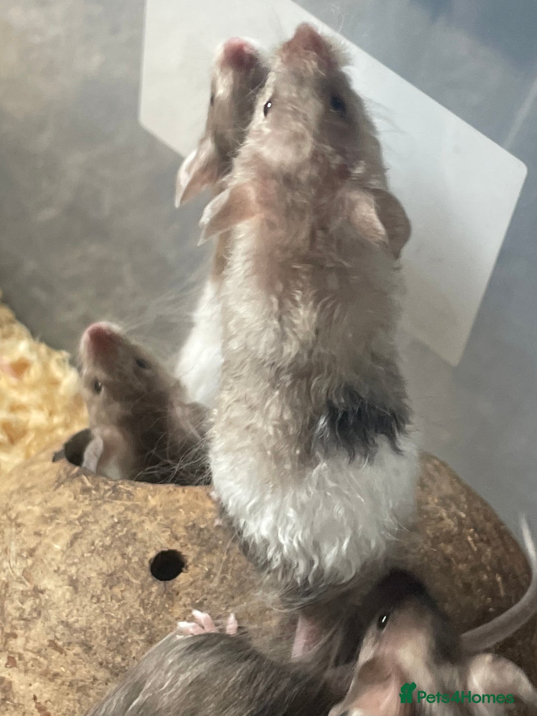 Mouse rodents for sale: Beautiful fancy mice looking for forever homes - Image 16