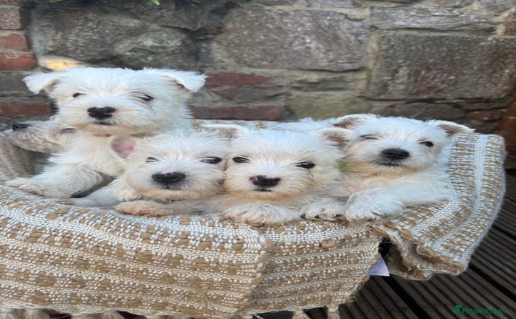 West Highland Terrier dogs - Advert 1