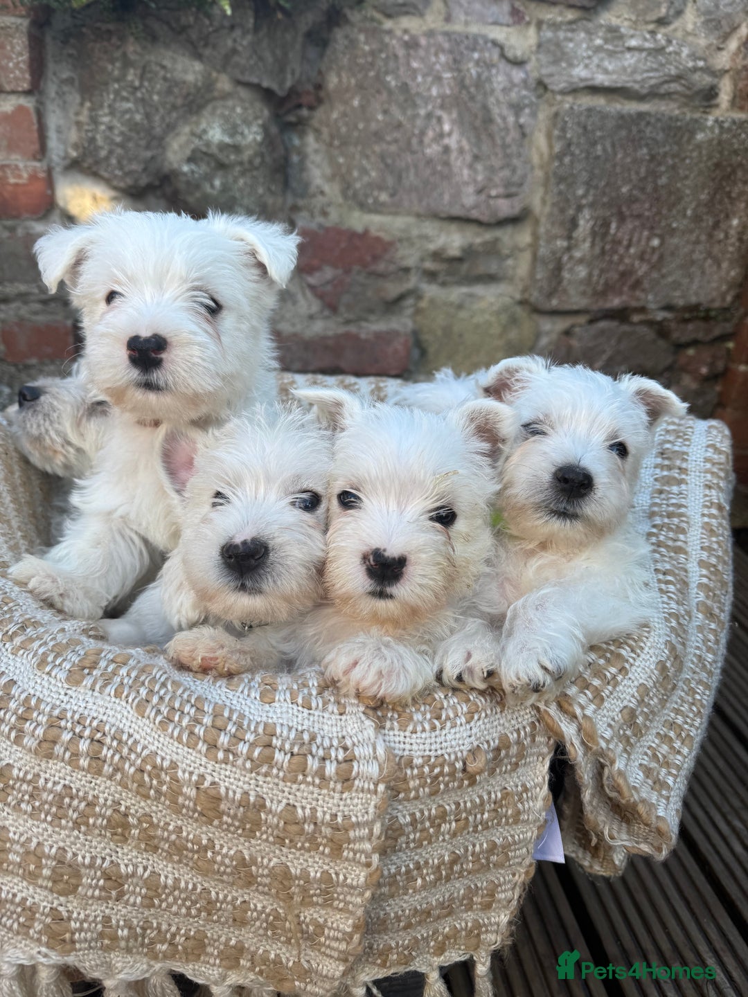 West Highland Terrier dogs for sale: West highland terrier  - Image 1
