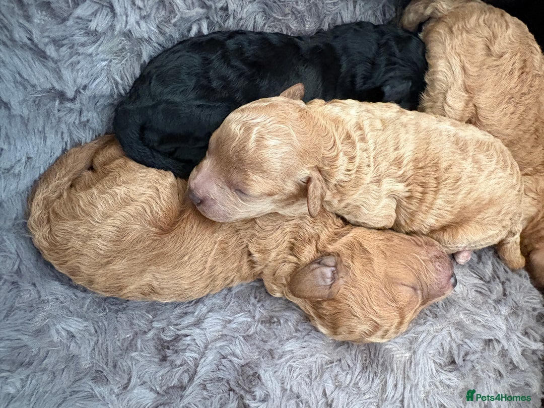 Cavapoo dogs for sale: Beautiful cavapoo puppies from a family home - Advert 13
