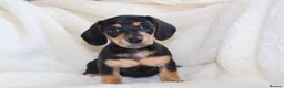 Miniature Dachshund dogs for sale: Miniature Dachshund  - Advert 21