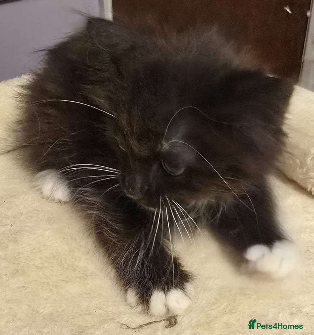 Siberian cats for sale: Tested purebreed hypoallergenic Siberian kittensns - Image 20