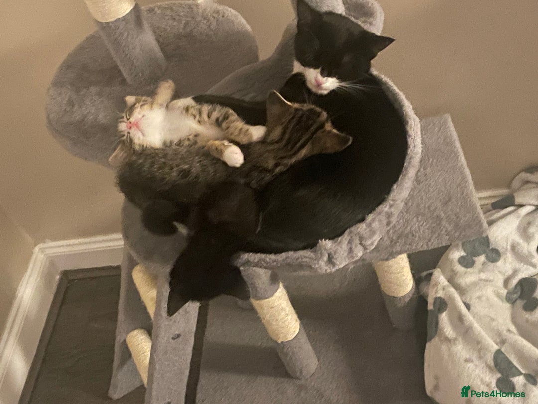 British Shorthair cats for sale: Girl kitten - Image 2