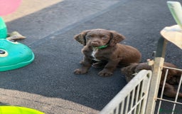 Cocker Spaniel dogs for sale: READY FOR NEW HOMES CAN LEAVE homes health tested  - Image 27