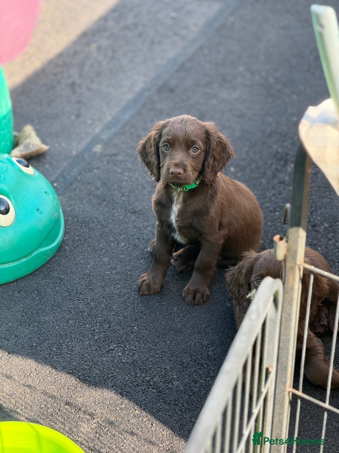 Cocker Spaniel dogs for sale: READY FOR NEW HOMES CAN LEAVE homes health tested  - Image 27