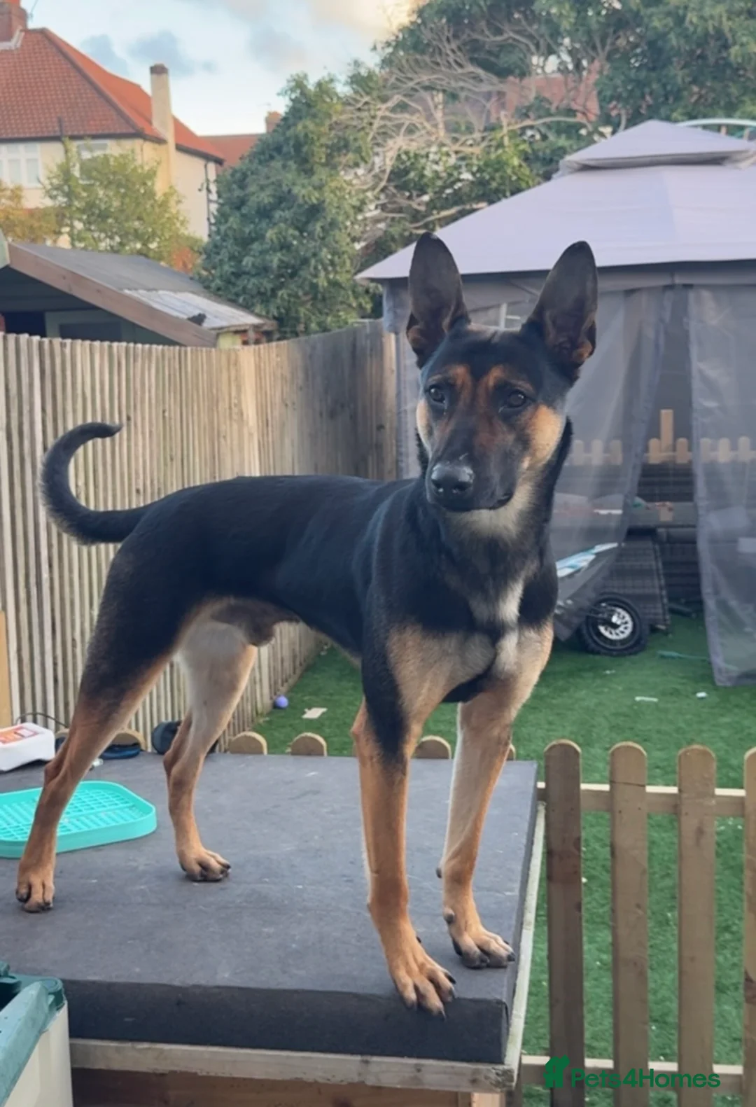 Belgian Shepherd Dog dogs for sale: 2.5 years old fully trained PP herder. - Advert 4