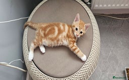 Mixed Breed cats for sale: Kittens  - Image 8