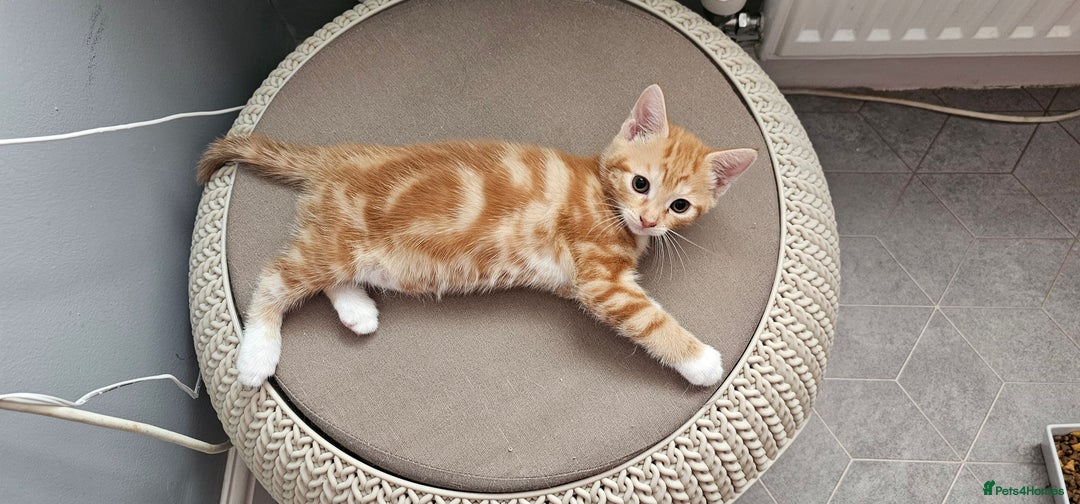 Mixed Breed cats for sale: Kittens  - Image 8