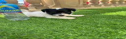 Jack Russell dogs for sale: Short legged Jack russels - Advert 9