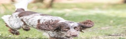 Sprocker dogs for stud: Sprocker for stud  in Blackwood - Advert 4