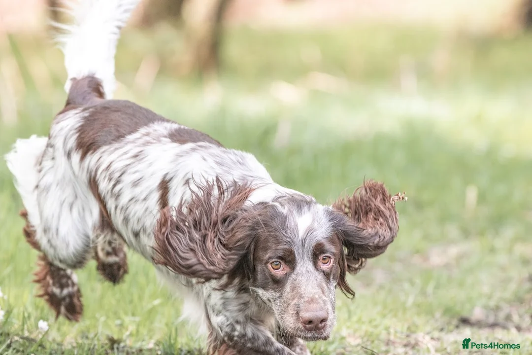 Sprocker dogs for stud: Sprocker for stud  in Blackwood - Advert 4