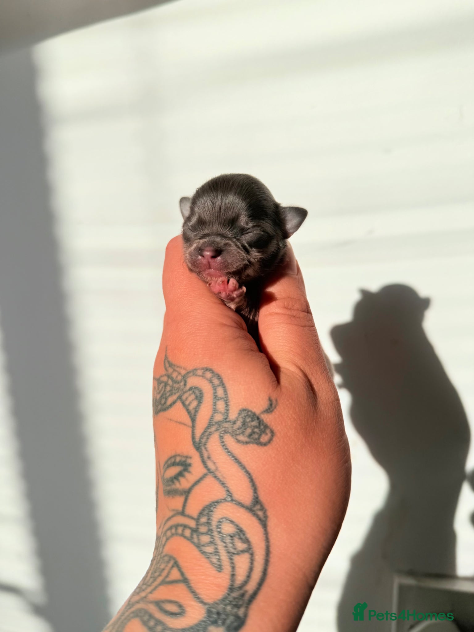 Chihuahua dogs Blue tri girl - last one available 💕 - Advert 16