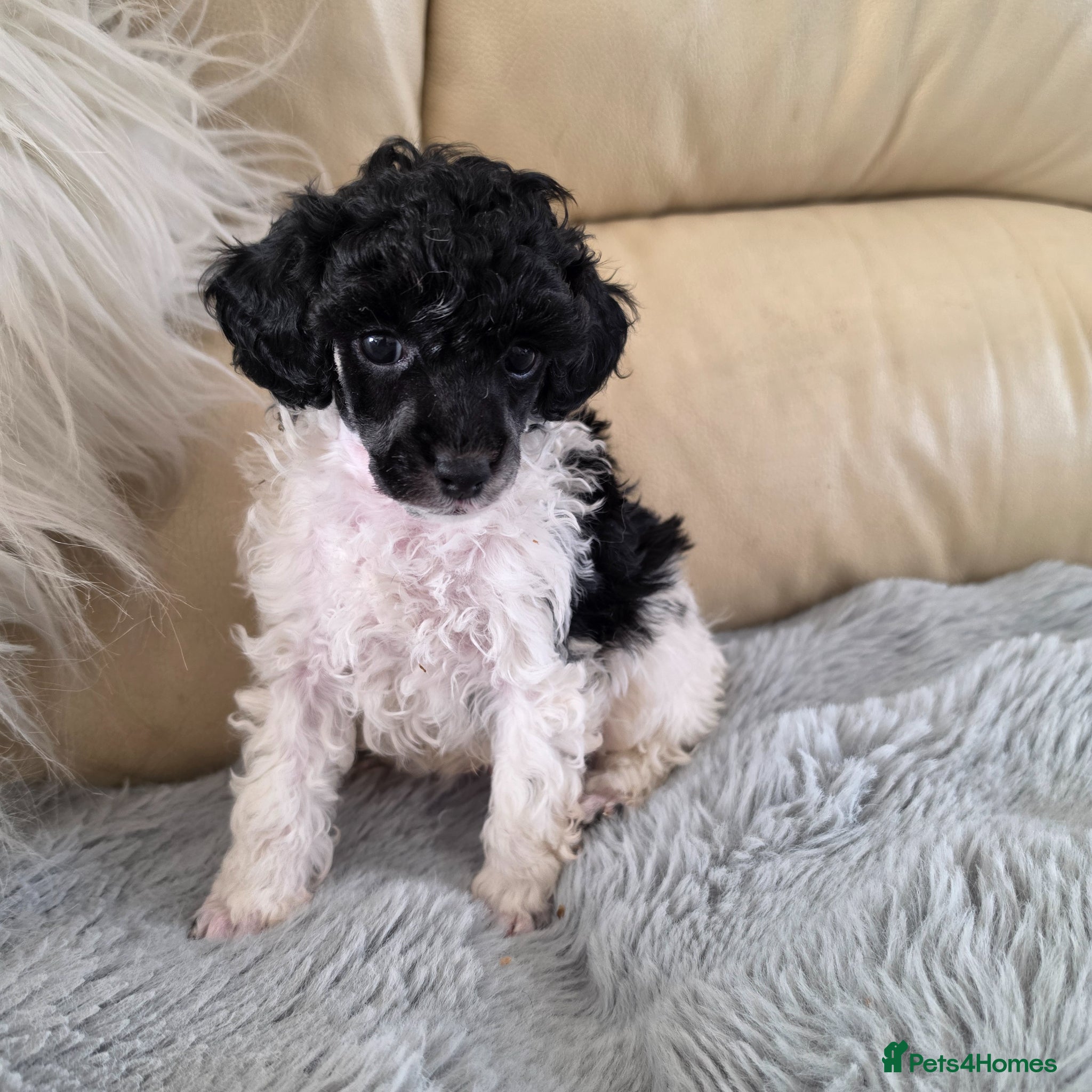 Toy Poodle dogs 1 TINY BOY LEFT - Advert 1