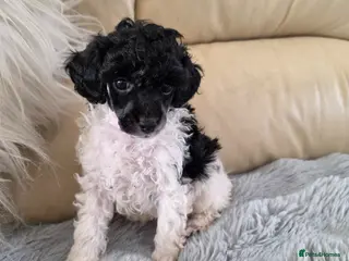 Toy Poodle dogs 1 TINY BOY LEFT - Advert 1
