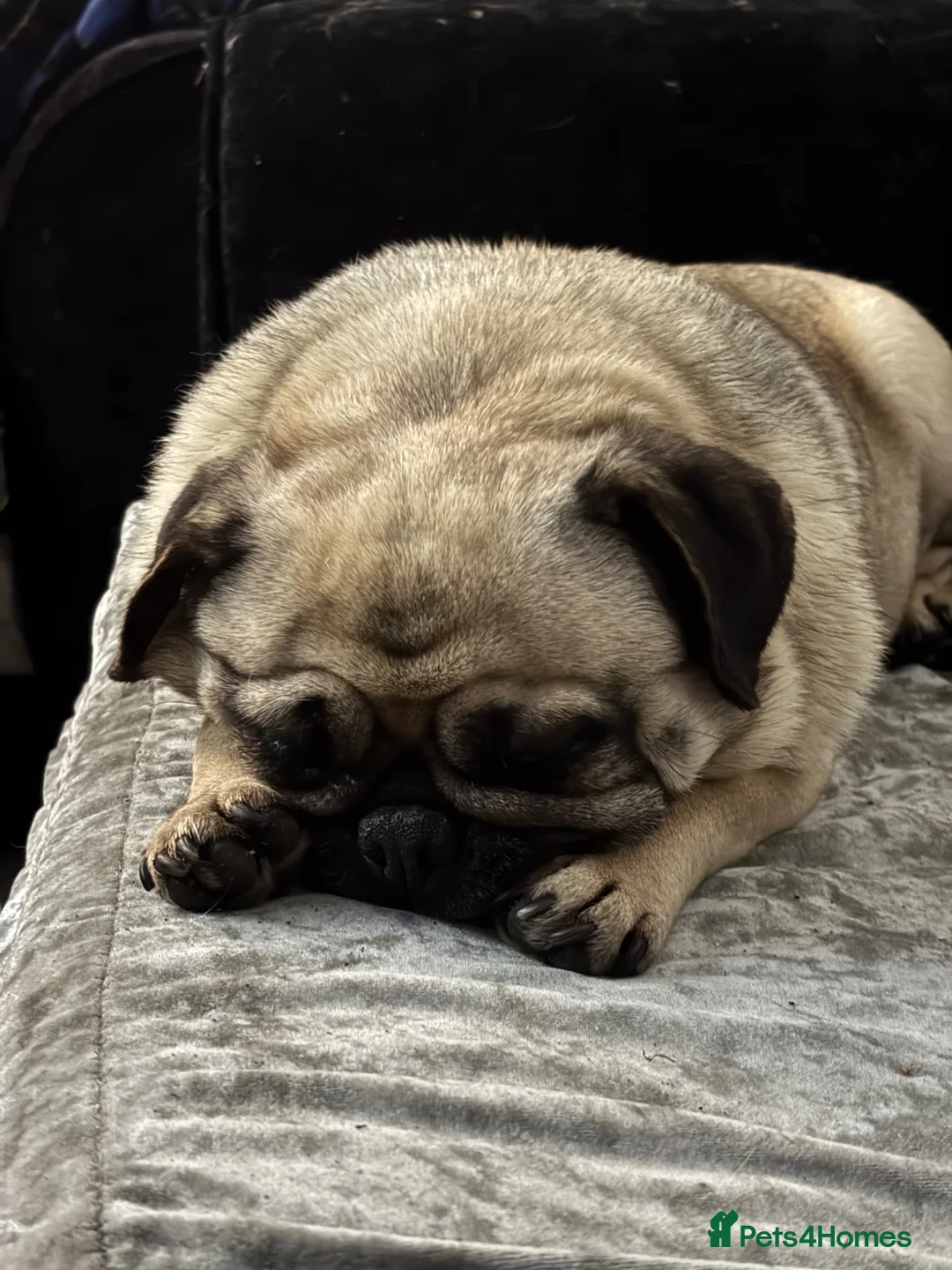 Pug dogs for sale: Pug 8 year old LUNA in Exeter - Advert 1