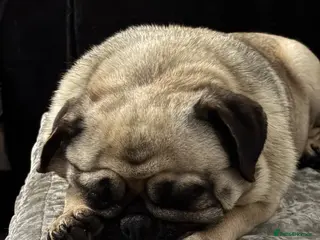 Pug dogs Pug 8 year old LUNA - Advert 1