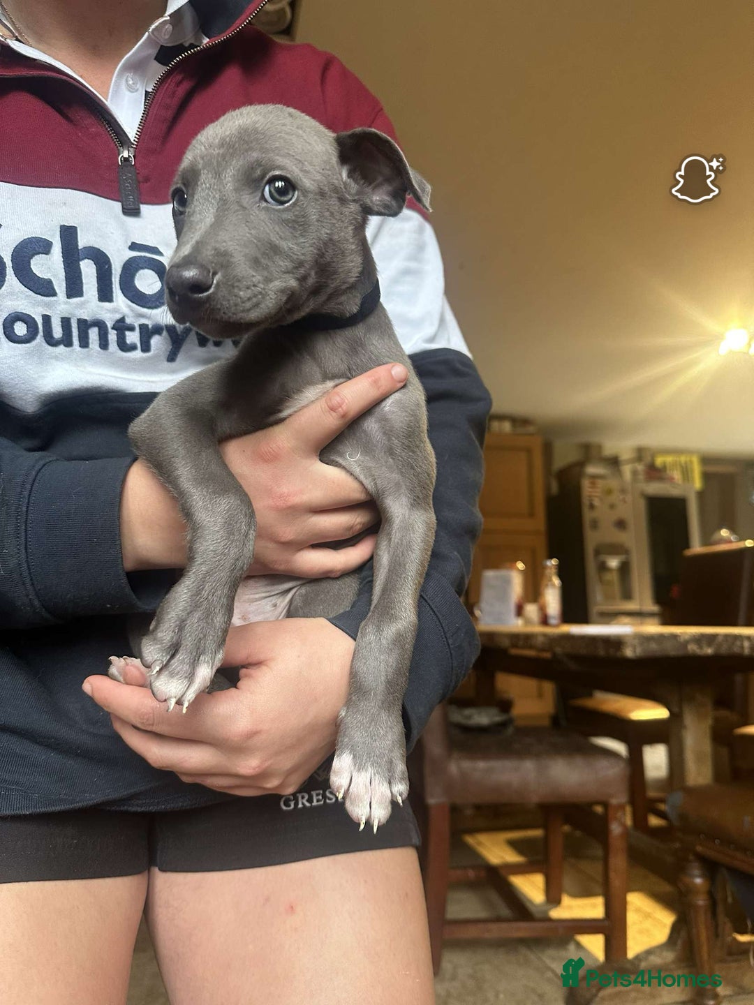 Lurcher dogs for sale: Lurcher pups  - Image 2