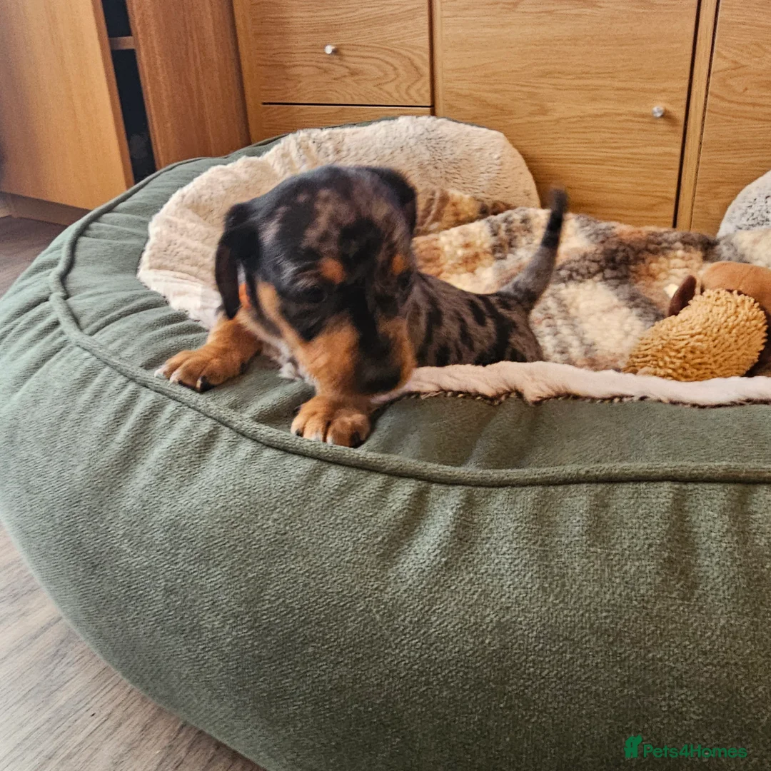 Jackshund dogs for sale: A stunning Jack Russell Terrier and Dachshund mix. - Advert 23