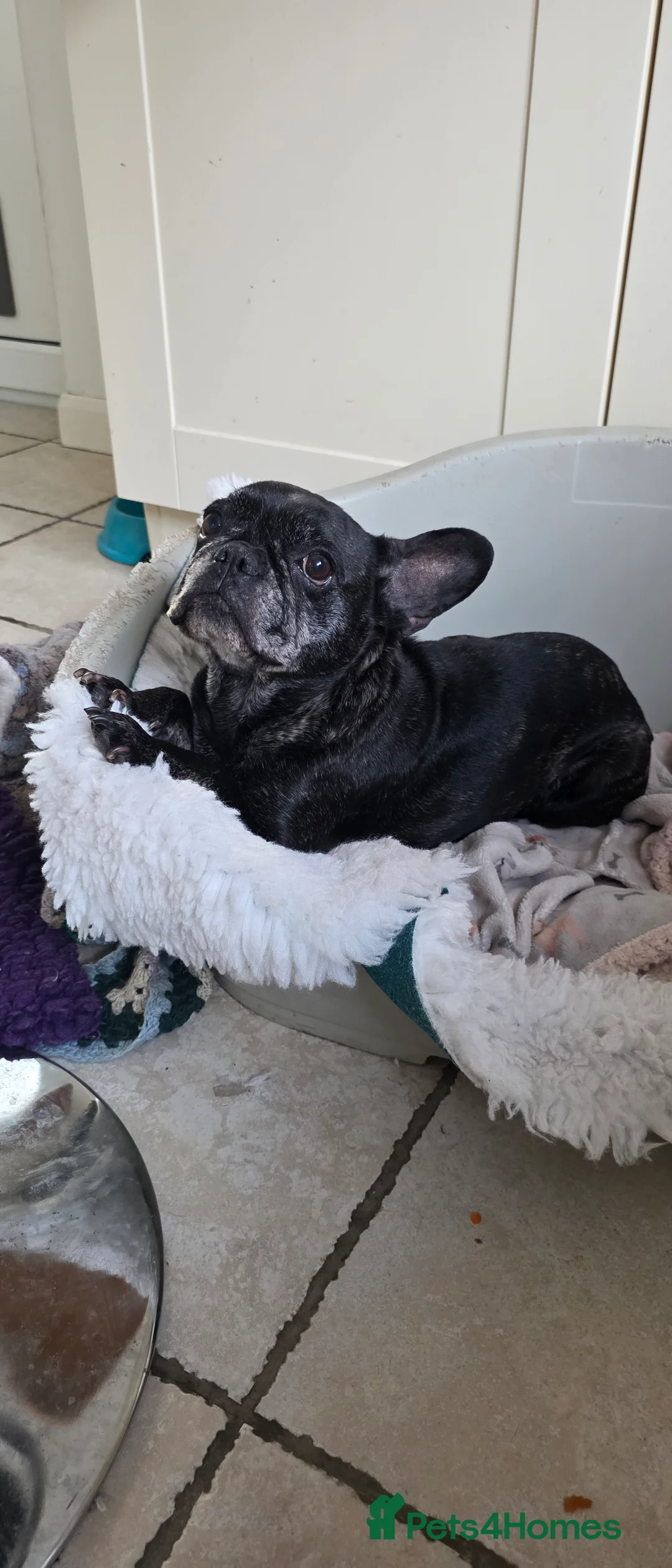 French Bulldog dogs for sale: Kc french bulldog - Advert 4