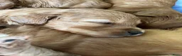 Cockapoo dogs for sale: The most beautiful cockapoo babies  - Advert 9