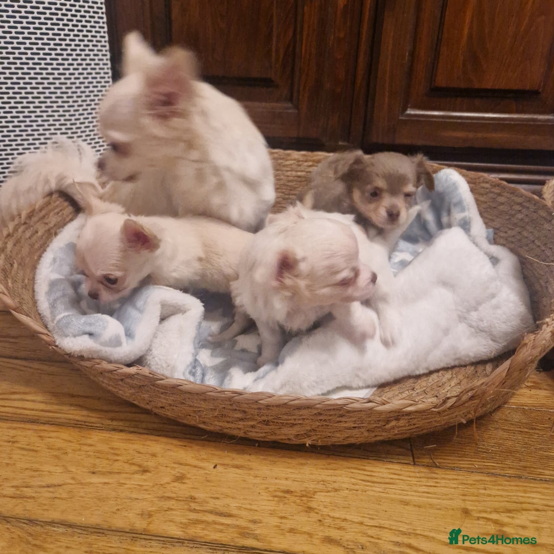 Chihuahua dogs for sale: Long coat chihuahua puppies - Advert 7