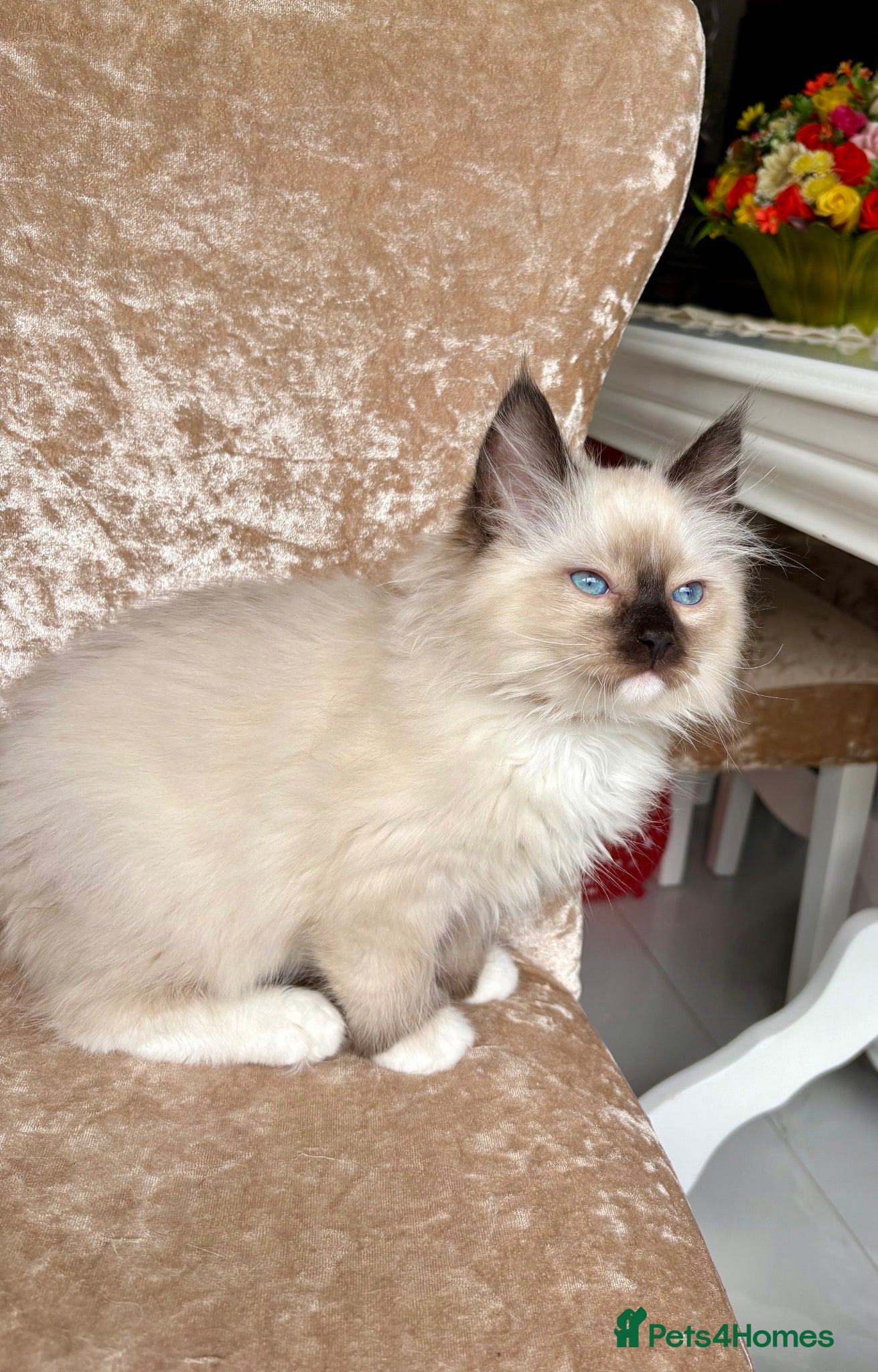 Ragdoll cats Beautiful ragdolls kittens - Advert 16