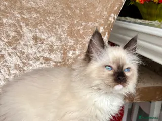 Ragdoll cats Beautiful ragdolls kittens - Advert 2
