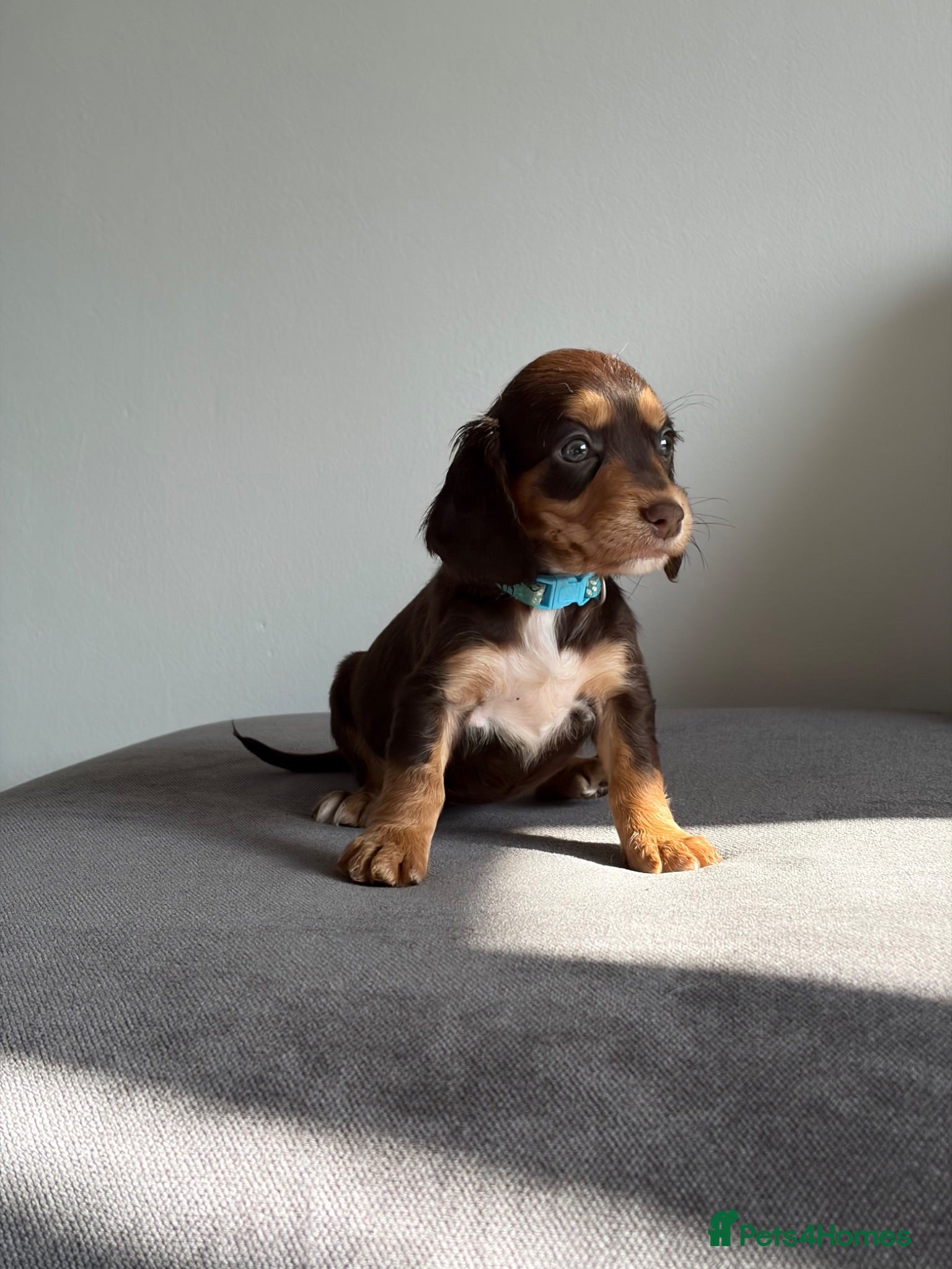 Cocker Spaniel dogs Working Cocker Spaniel puppies  - Advert 9