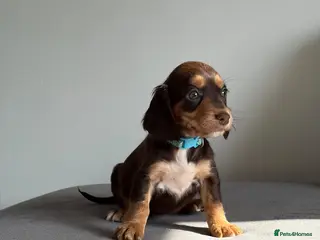 Cocker Spaniel dogs Working Cocker Spaniel puppies - Advert 9