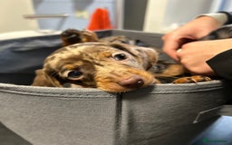 Miniature Dachshund dogs for sale: Miniature dashound puppies 💕💙  - Image 4
