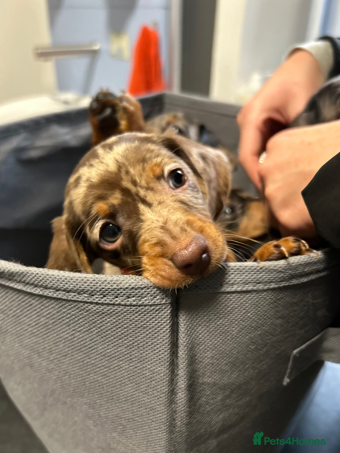 Miniature Dachshund dogs for sale: Miniature dashound puppies 💕💙  - Image 4