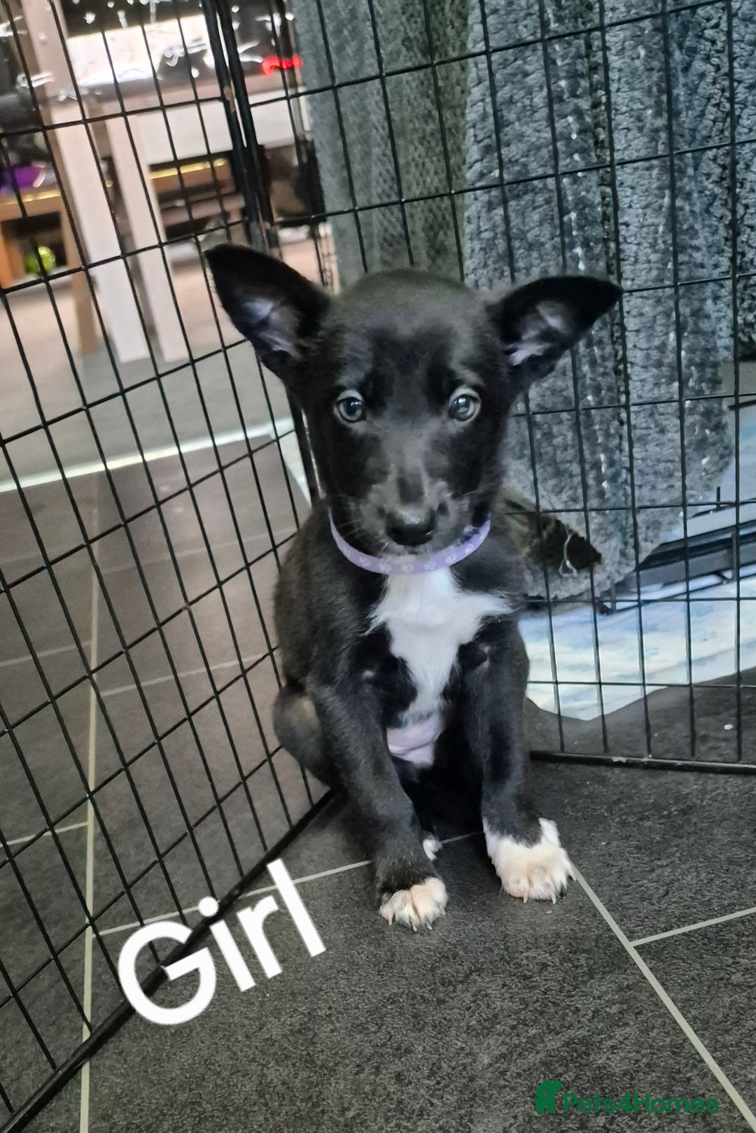 Mixed Breed dogs for sale: Collie X pups  - Image 2