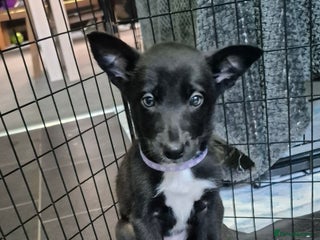 Mixed Breed dogs - Advert 2