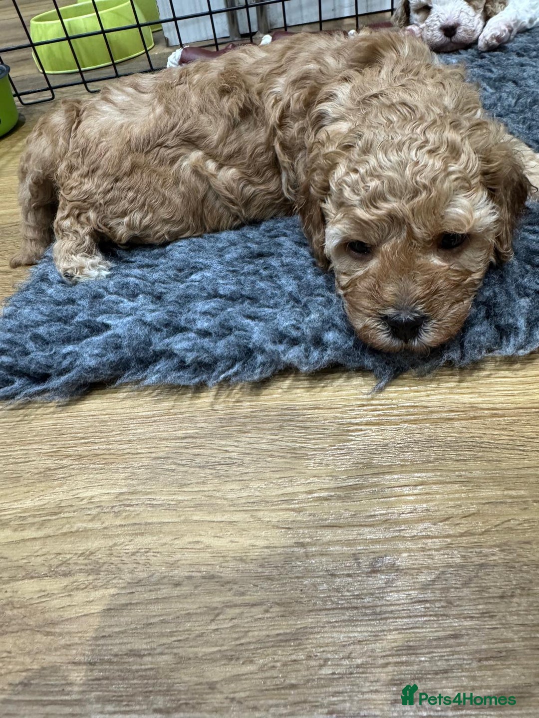 Cavapoo dogs for sale: Two Gorgeous light red Cavapoo Boys  - Advert 3
