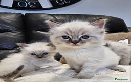 Ragdoll cats for sale: Stunning ragdoll kittens  - Advert 12