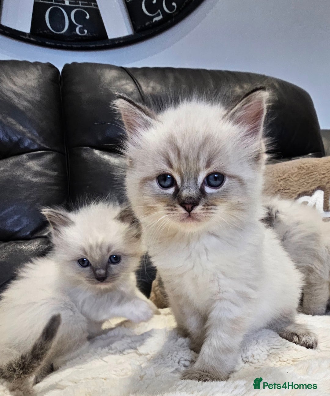 Ragdoll cats for sale: Stunning ragdoll kittens  - Advert 12