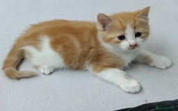 Mixed Breed cats for sale: 8 weeks old beautiful kittens - Image 2