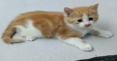 Mixed Breed cats - Advert 8