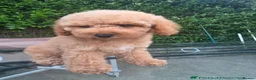Cockapoo dogs for sale:  Meet Our stunning  F1B Cockapoo Puppies. - Advert 3
