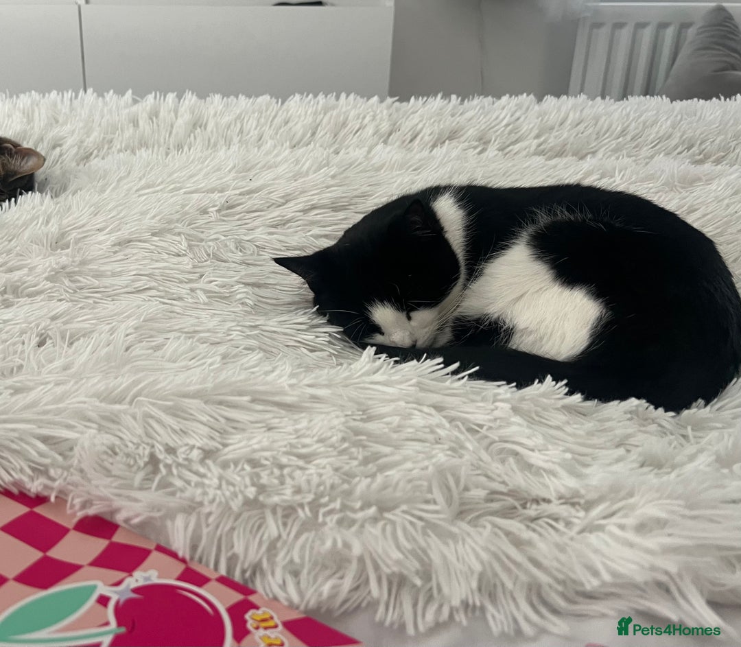 British Shorthair cats for sale: Black and white female cat  - Image 1